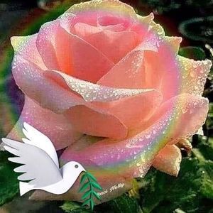 Meet your Posher, Rose t